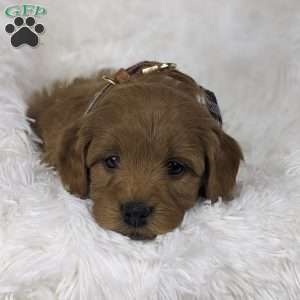 Beau, Mini Goldendoodle Puppy